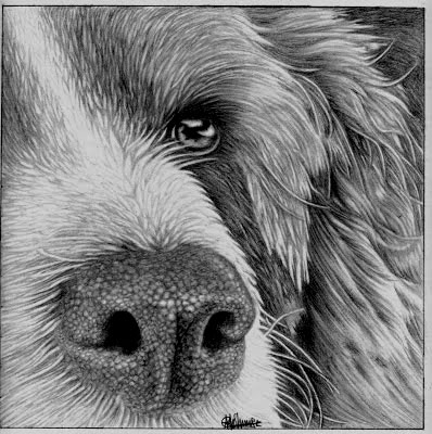 How to Draw Realistic Dogs
